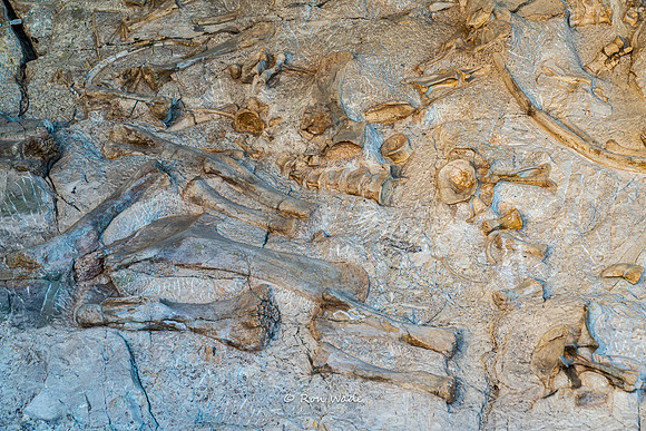Dinosaur National Monument-6597