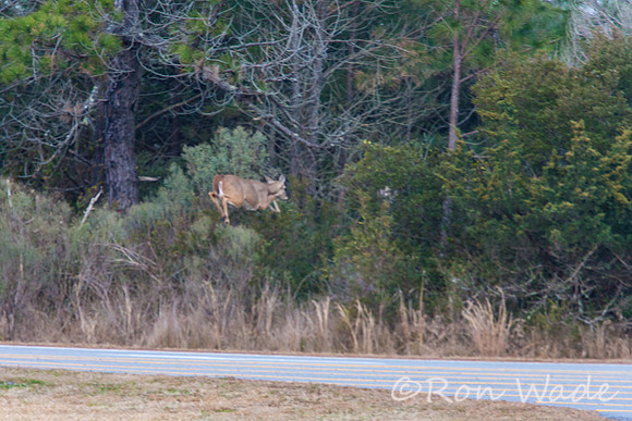 deer at Bodie Lighthouse-12495
