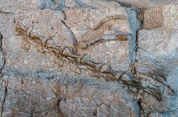 Dinosaur National Monument-6587