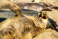 Elephant Seal-7670