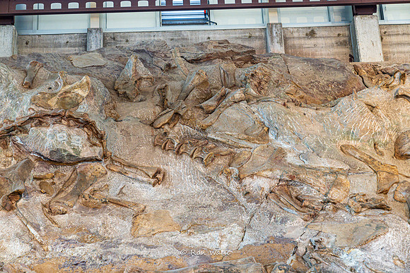 Dinosaur National Monument-6606