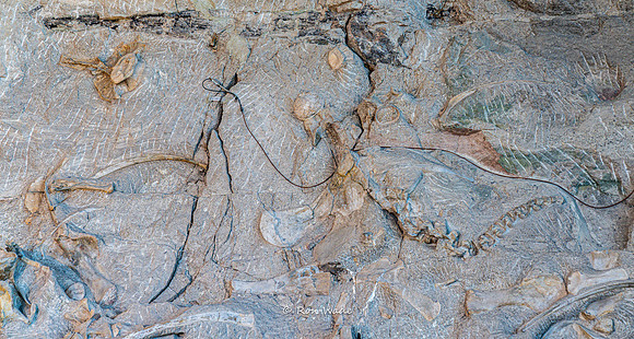 Dinosaur National Monument-6583