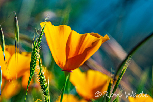 flowers,-7695