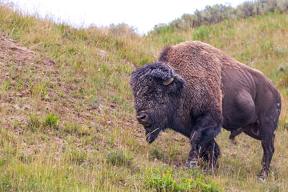Buffalo, Hayden Valley-5449-2