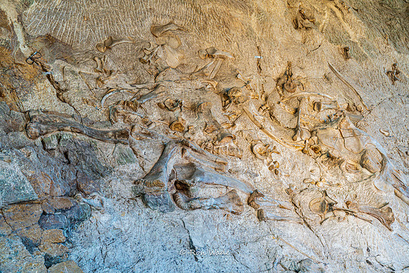 Dinosaur National Monument-6602