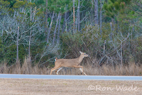 deer at Bodie Lighthouse-12493