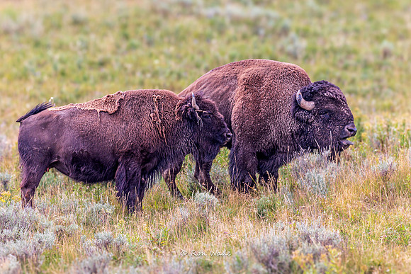 Jealous Buffalo, Hayden Valley-5506-2