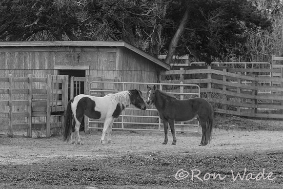 Ocracoke ponies-12500