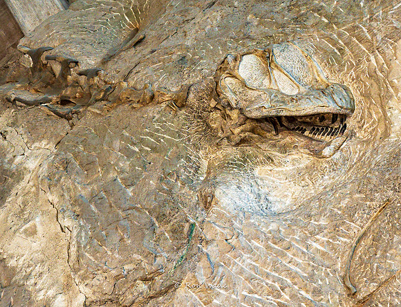 Dinosaur National Monument-6594