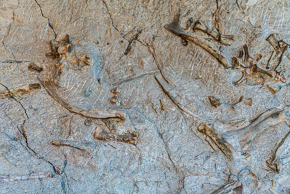 Dinosaur National Monument-6589