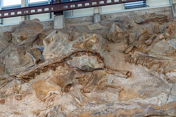 Dinosaur National Monument-6607