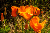 flowers, Cabrillo Hwy-7718