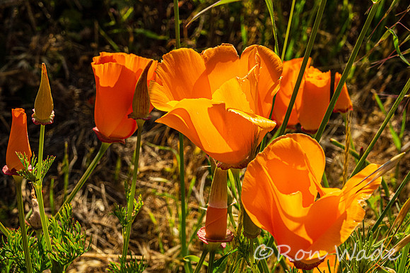flowers, Cabrillo Hwy-7718