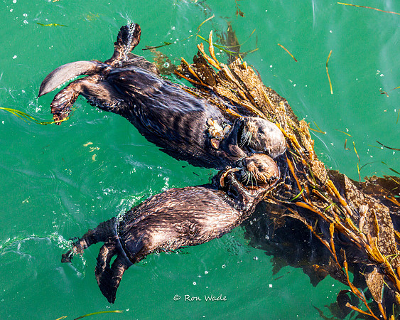 otter-7812-3