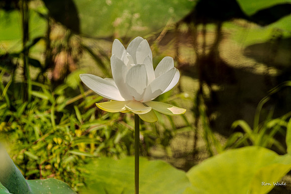 water lily-5240-2