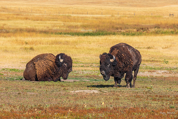 buffalo-5339-2