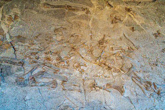 Dinosaur National Monument-6599