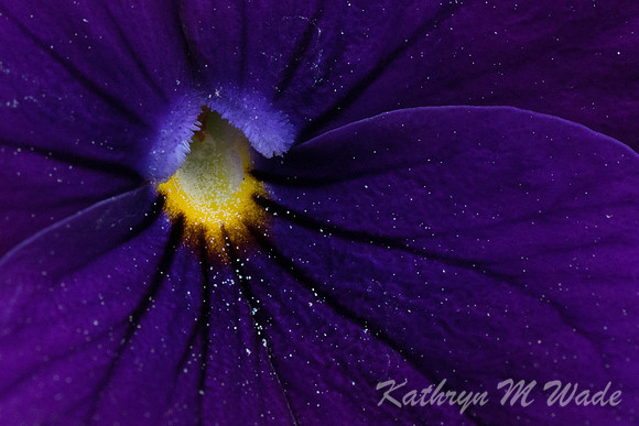 _DSC2862