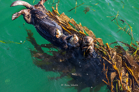 otter-7819-2