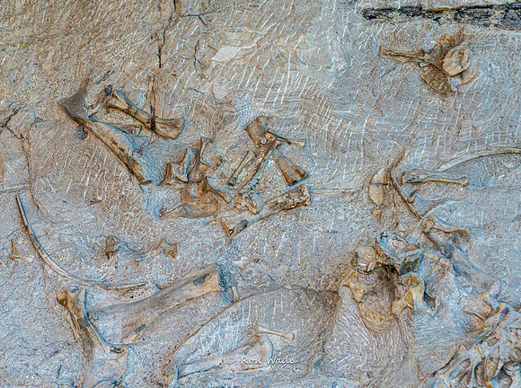 Dinosaur National Monument-6586