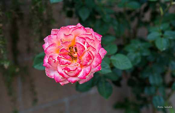 rose-0933-2