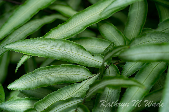 _DSC0867