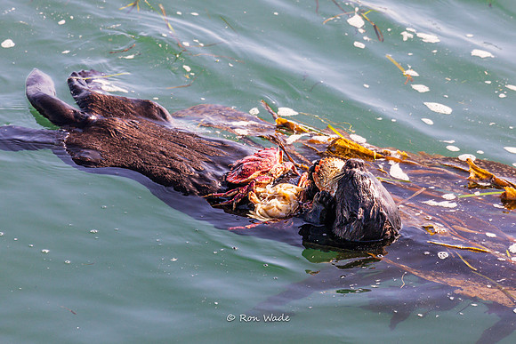 otter-7638-2