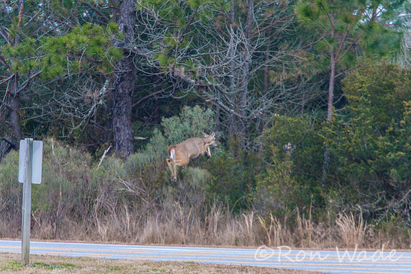 deer at Bodie Lighthouse-12494