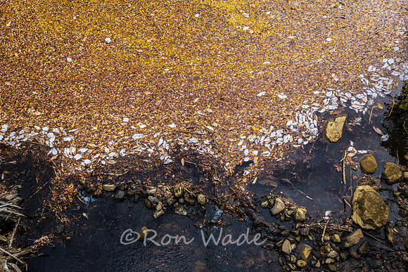 Rugby leaves-0476