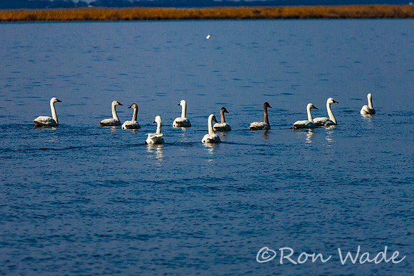 Snow Geese-12488