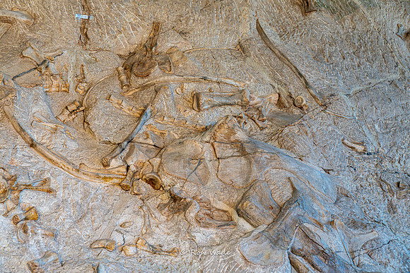 Dinosaur National Monument-6598