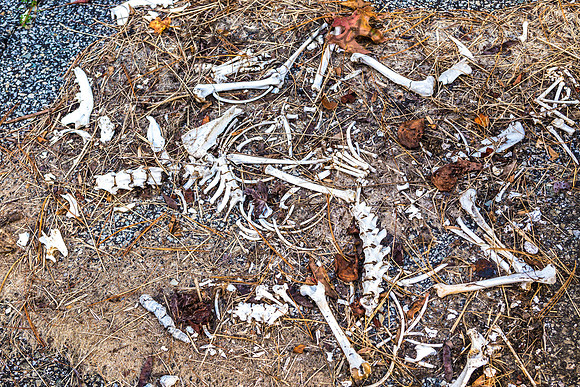 Rugby bones-0483