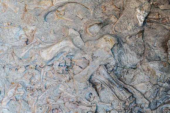 Dinosaur National Monument-6584