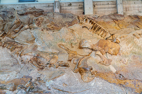 Dinosaur National Monument-6603