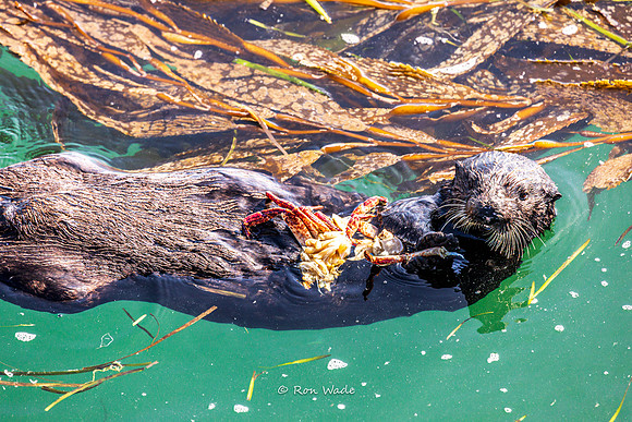 otter-7648-2