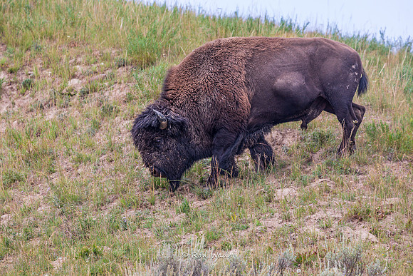 Buffalo, Hayden Valley-5431-2