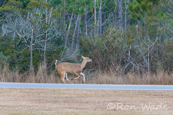 deer at Bodie Lighthouse-12492