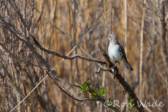mockingbird-12487