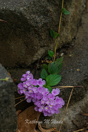 _DSC2756