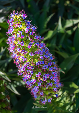 flower, Morro Bay-7908-2
