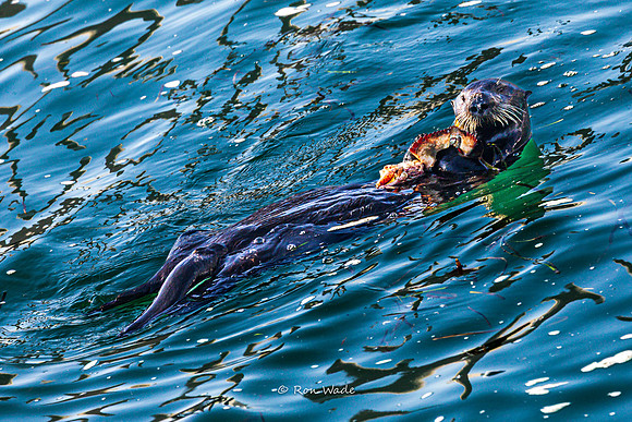 otter-7872-2